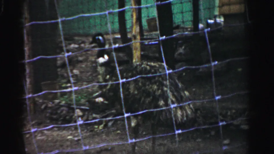 View through wire-mesh enclosure fence at the Catskill Game Farm, New York, 1957; dark birds and rocky dirt ground visible behind fencing.