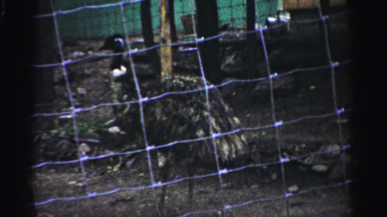 Wire-mesh fence fills foreground; enclosure interior with dark birds and wooden posts behind.