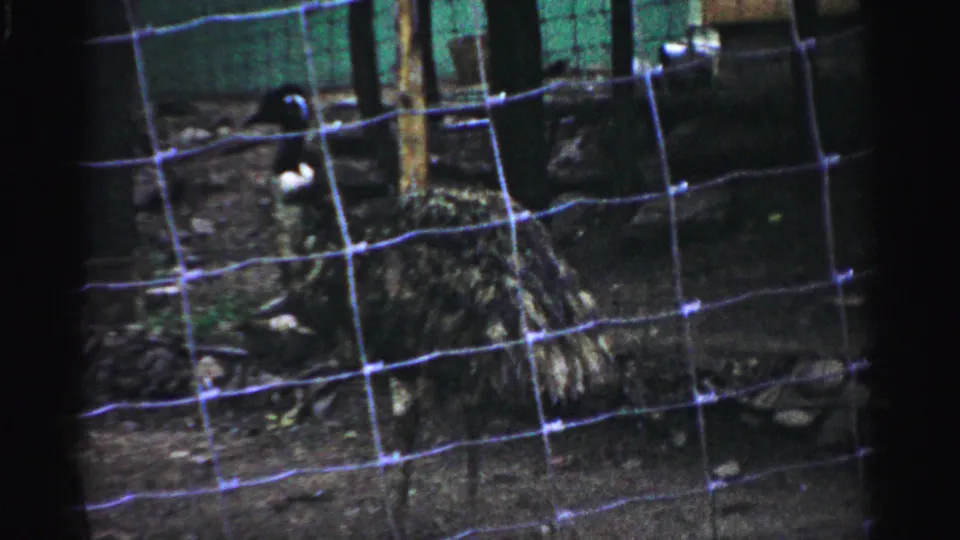 Continued shot through wire-mesh fence at the Catskill Game Farm, 1957; dark birds and enclosure structure visible in the background.