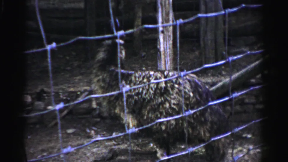 A large, mottled dark bird, possibly an emu, crouched close to the wire-mesh fence of a game farm enclosure in Catskill, New York, 1957.