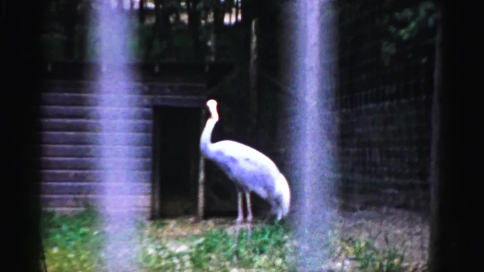 A white crane-type bird with a long neck and reddish-orange head stands on grass beside a wooden shelter at the Catskill Game Farm, New York, 1957.