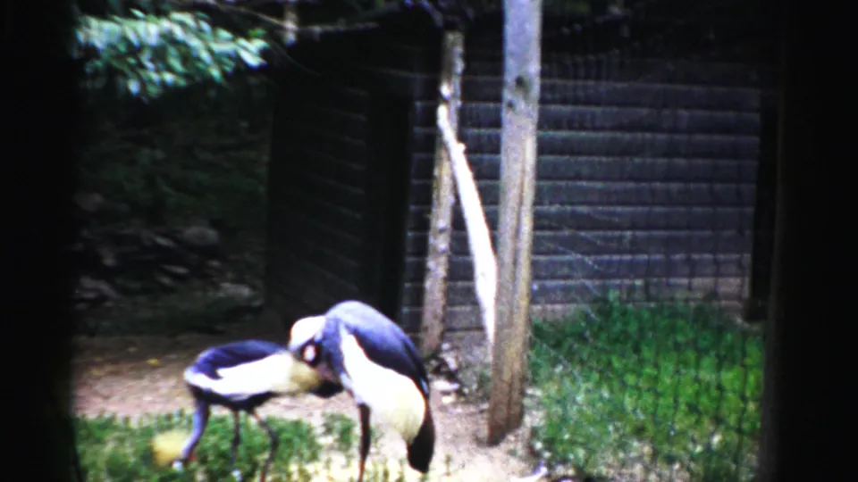Two grey-crowned cranes with golden plume crests in an enclosed pen, one foraging; Catskill Game Farm, New York, circa 1957, shot on 8mm film.