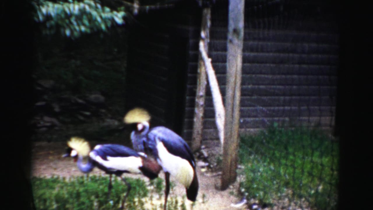 Two grey-crowned cranes with golden plume crests standing in an enclosed pen; Catskill Game Farm, New York, circa 1957, 8mm home movie.