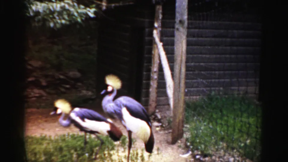 Two or three grey-crowned cranes with golden plume crests in an enclosed pen, one bending to forage; Catskill Game Farm, New York, circa 1957, 8mm film.