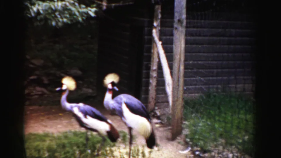 Three grey-crowned cranes with golden plume crests standing in an enclosed pen; Catskill Game Farm, New York, circa 1957, 8mm home movie.