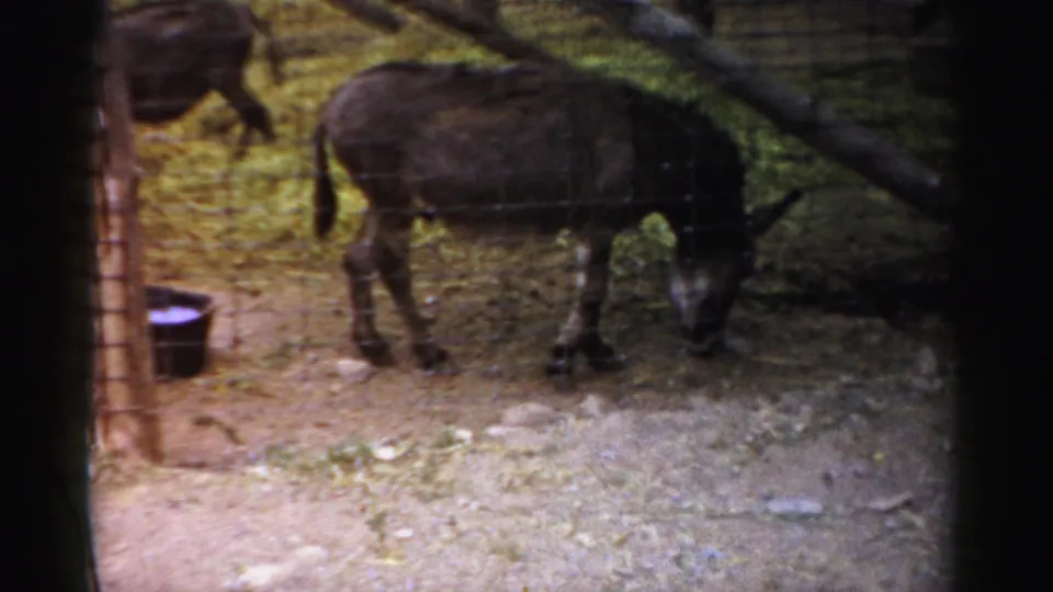 Dark donkey grazes near wire fencing at Catskill Game Farm in 1957 home-movie footage.