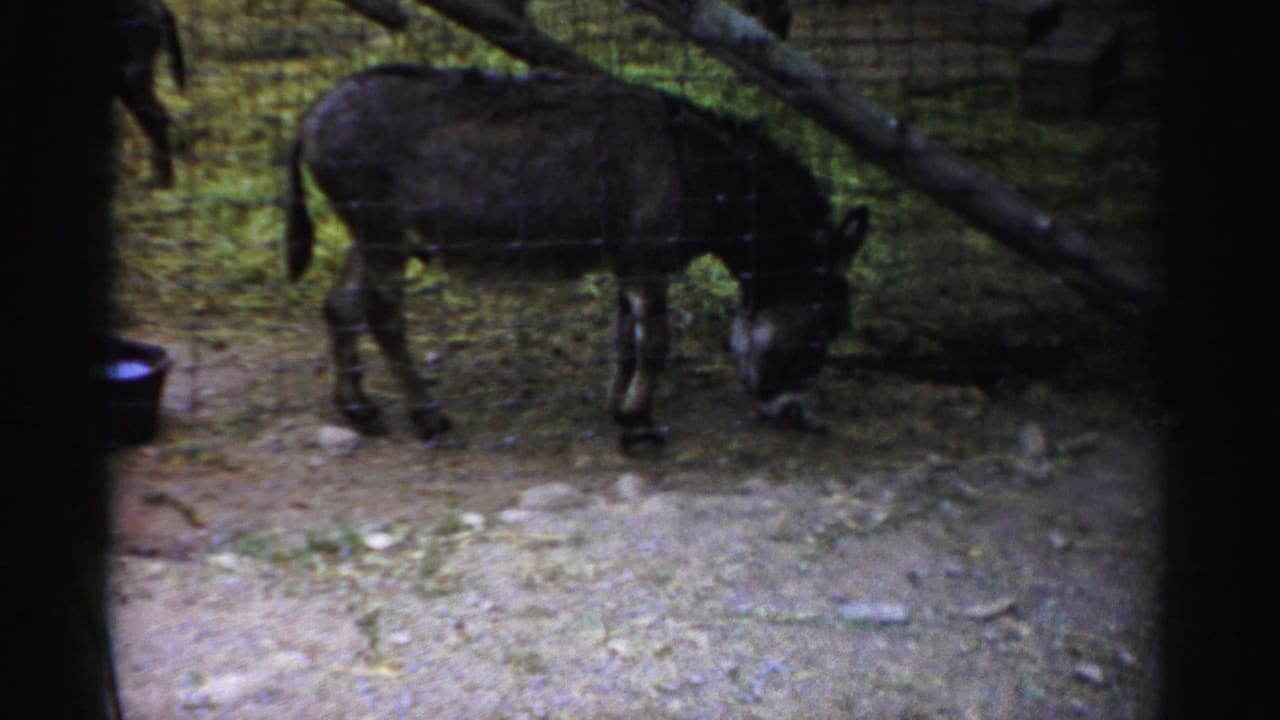 Donkey standing with its head down beside a fence and bucket.