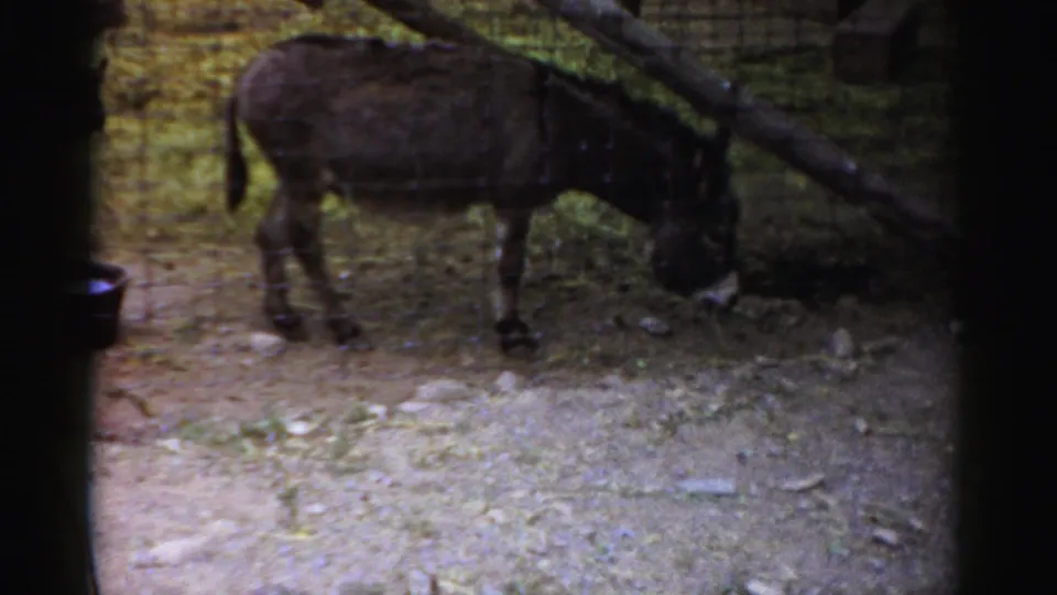 A donkey grazes in soft 8mm color, framed by trees and fencing at the Catskill Game Farm.