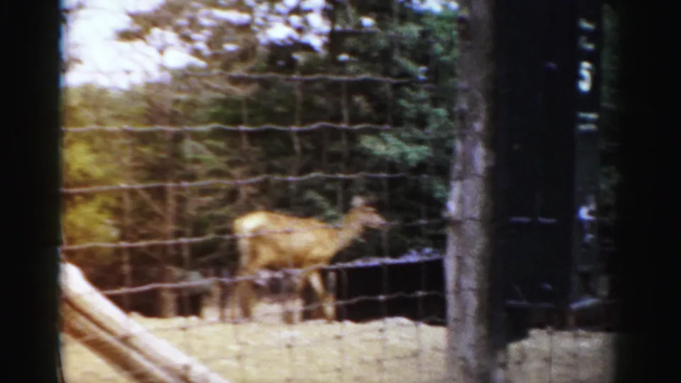 A deer moves behind wire fencing in a wooded Catskill Game Farm enclosure in 1957 footage.