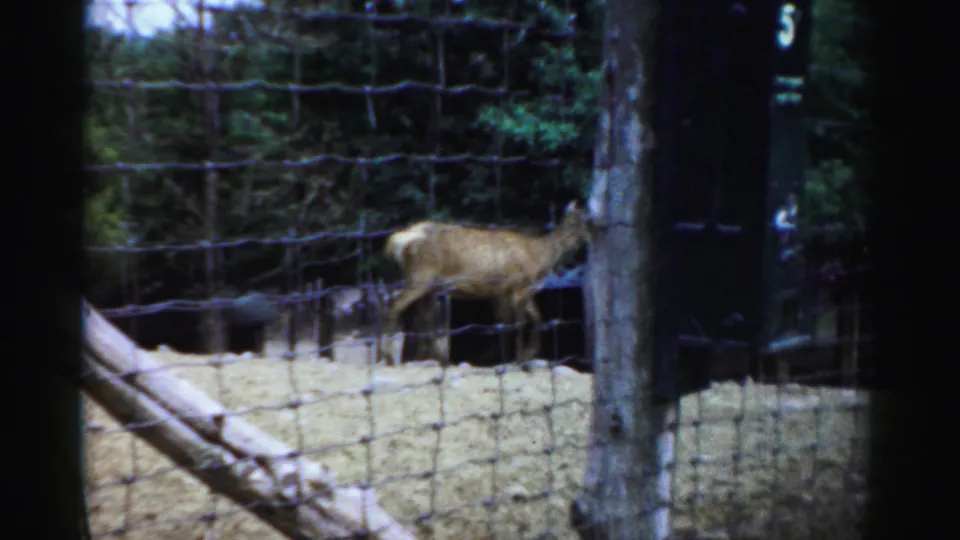 A deer stands inside a fenced Catskill Game Farm enclosure in 1957 8mm home-movie footage, with trees and posts behind it.