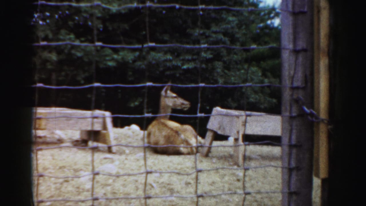 A deer rests behind wire fencing at the Catskill Game Farm, with sandy ground, simple wooden shelter pieces, and trees in view.