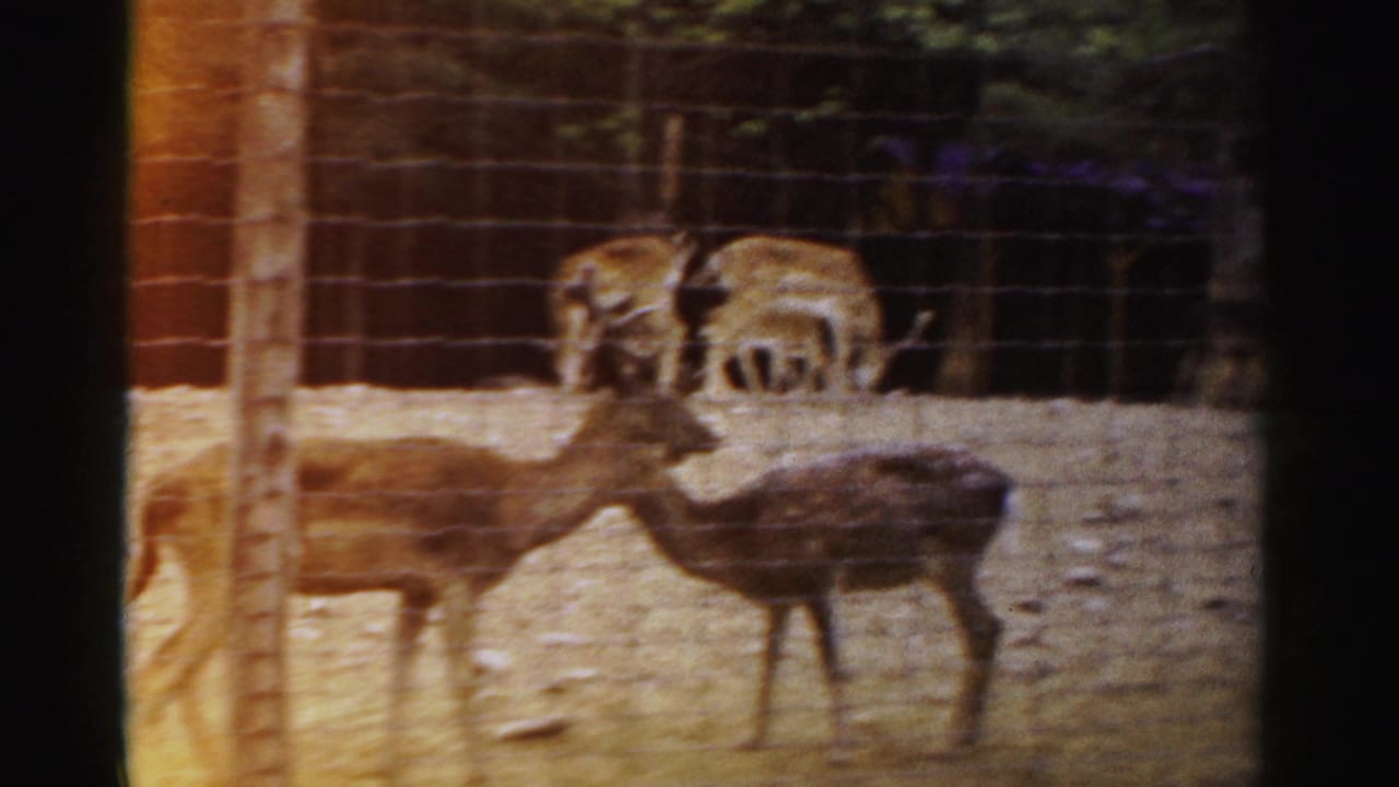 Deer and spotted fawns inside a wire-fenced sandy enclosure.