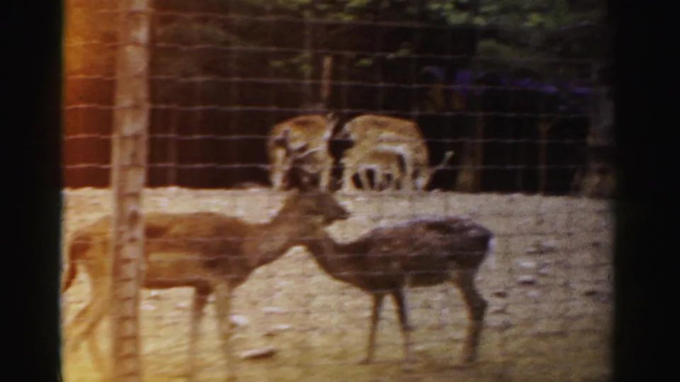 1957 Catskill Game Farm home-movie frame showing deer and spotted fawns behind wire fencing in a sandy pen.