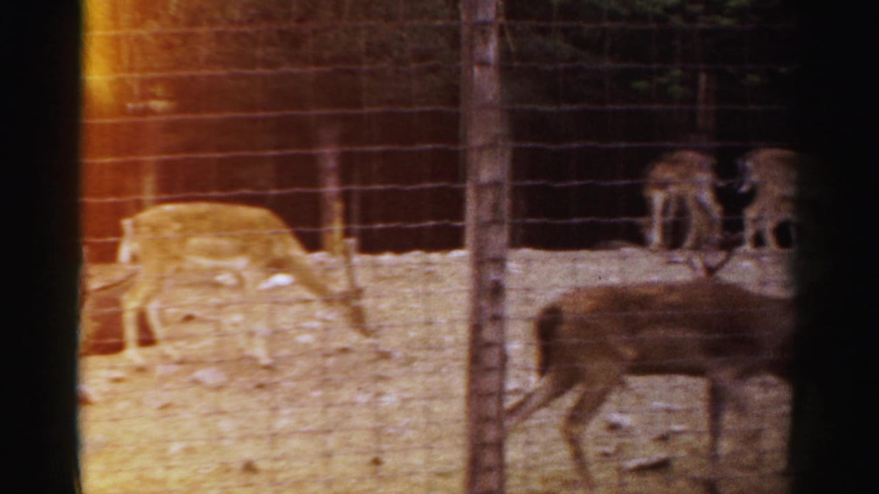 1957 Catskill, New York frame with a spotted deer near wire fencing and several deer farther back in the enclosure.