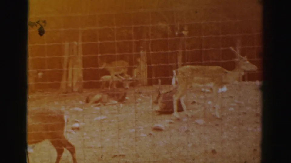8mm home-movie frame from Catskill Game Farm showing deer and fawns in a fenced sandy enclosure.