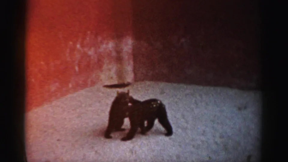 In supplied 1957 Catskill Game Farm footage, two black bear cubs stand close together on snow against a red enclosure wall.