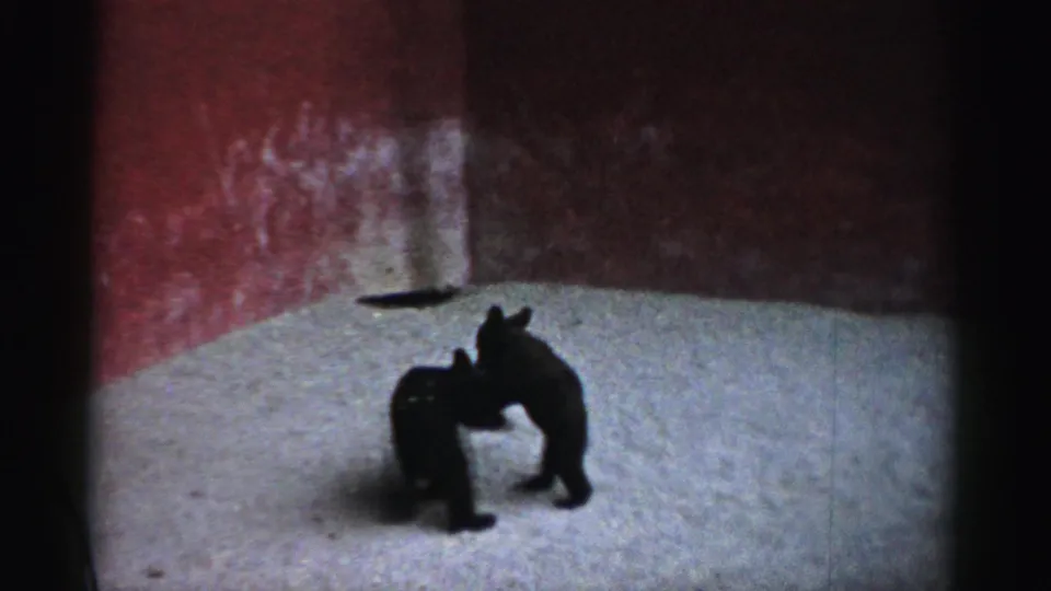 Two black bear cubs play close together on the snowy floor of the Catskill Game Farm enclosure, with no people visible.