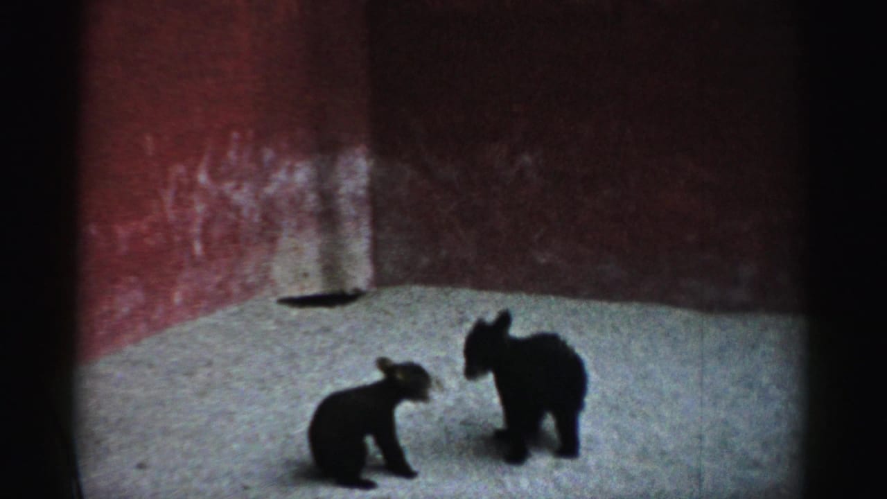 Two bear cubs appear lower to the ground in a Catskill zoo enclosure, with red wall and pale floor visible.
