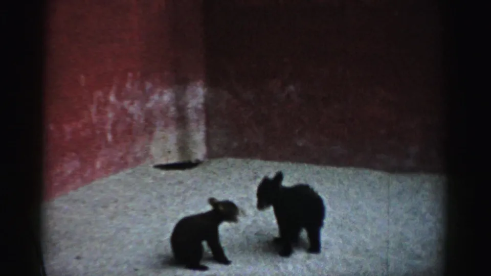 Two bear cubs appear lower to the ground in a Catskill zoo enclosure, with red wall and pale floor visible.