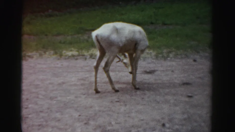 The white antelope-like animal moves across a dirt area in the 1957 Catskill zoo footage, seen from a visitor angle.