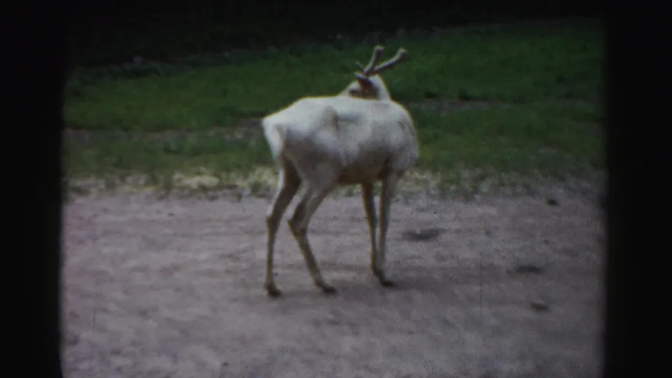 1957 Catskill Game Farm home-movie frame showing a pale young deer standing in an enclosure beside a grass edge.