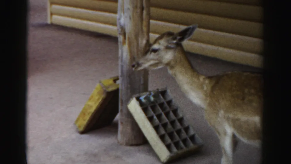 A spotted young deer stands beside a post and feeding tray in the Catskill Game Farm enclosure, filmed on 8mm in 1957.