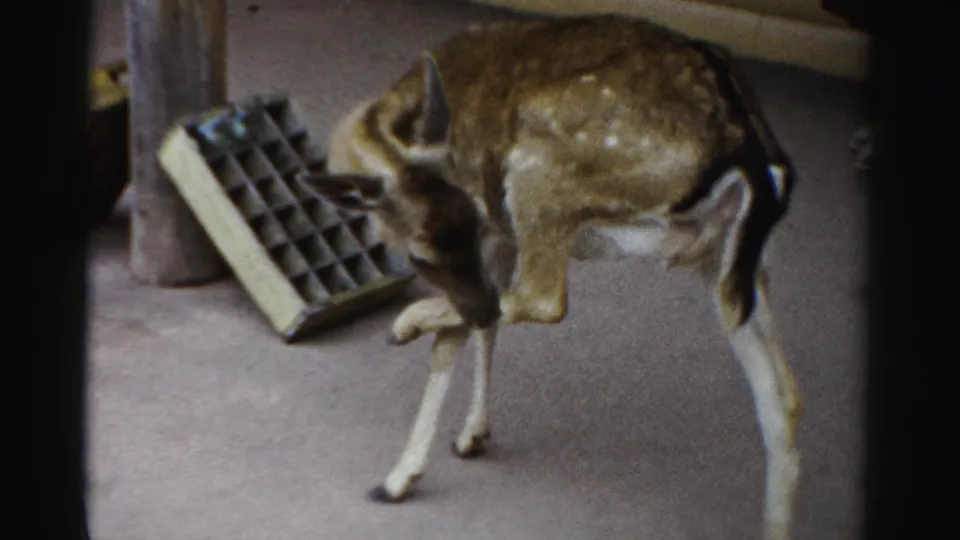 The young deer lowers its head in the enclosure near a feeding tray, with 8mm grain and soft color visible.