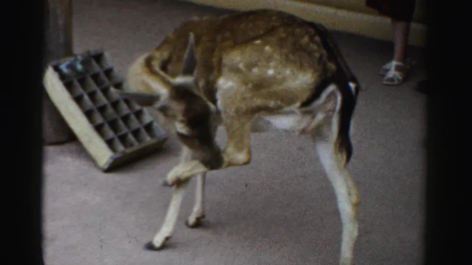 A spotted young deer stands with its head lowered near the tray, while part of a visitor's leg appears at the frame edge.