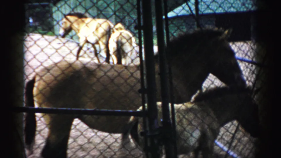 1957 Catskill Game Farm footage shows small horses behind chain-link fencing, with paths and park structures beyond.