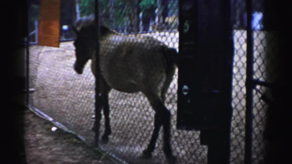 A small horse stands inside a fenced Catskill Game Farm enclosure, filmed through dark 8mm frame edges.