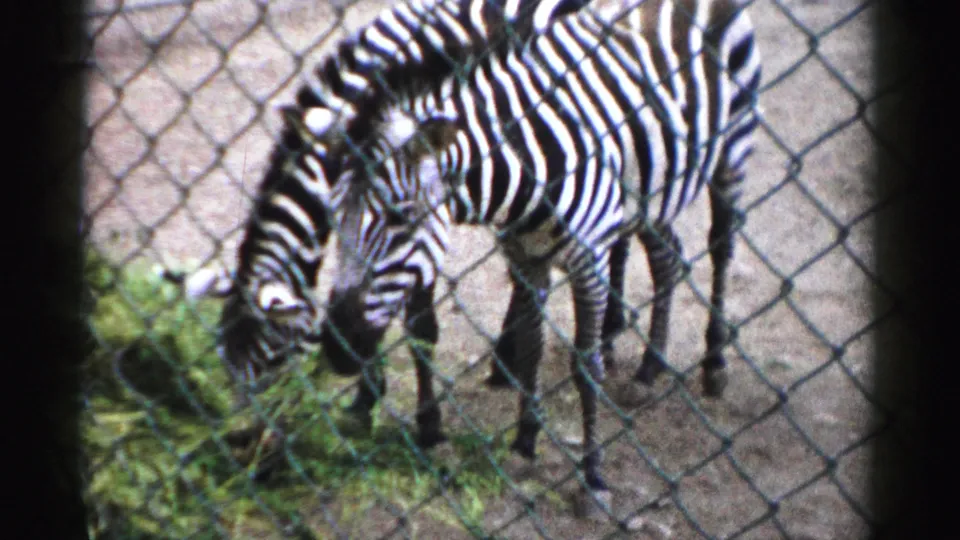 Zebras stand close to fencing at the Catskill Game Farm, lowering their heads near a pile of grass or feed.