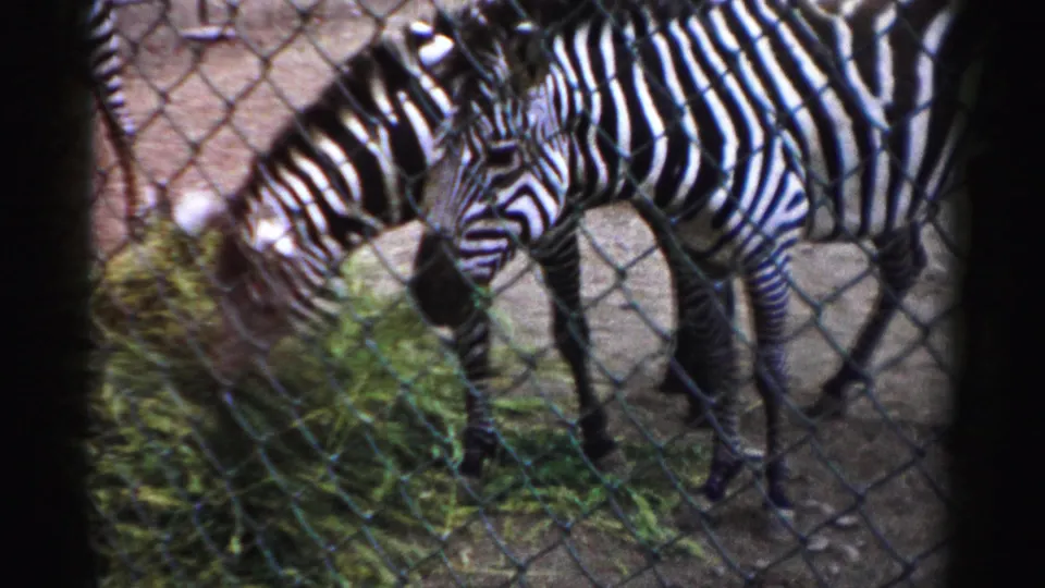 Two zebras are visible through chain-link fencing in the 1957 Catskill Game Farm footage, standing beside grass in their pen.