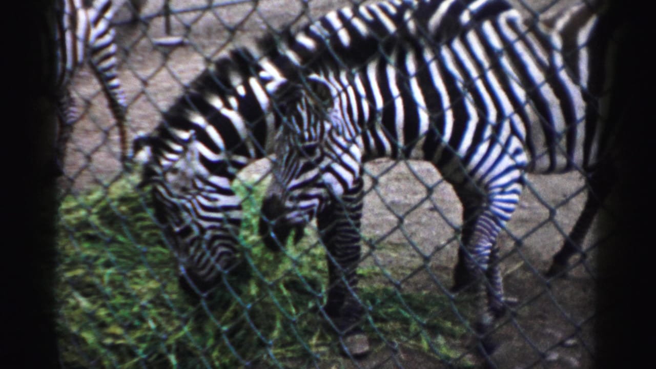 Zebras graze behind chain-link fencing at Catskill Game Farm in 1957 home-movie footage.