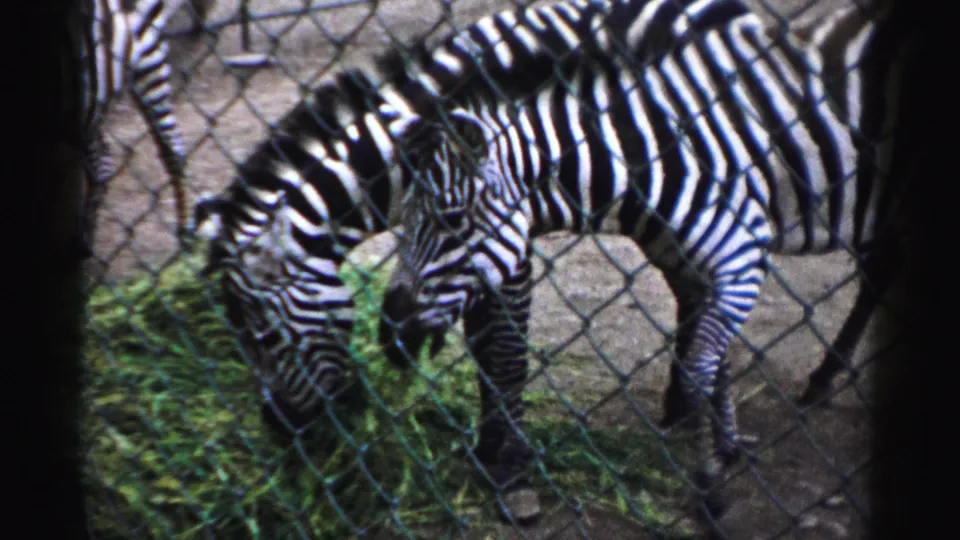 Zebras graze behind chain-link fencing at Catskill Game Farm in 1957 home-movie footage.