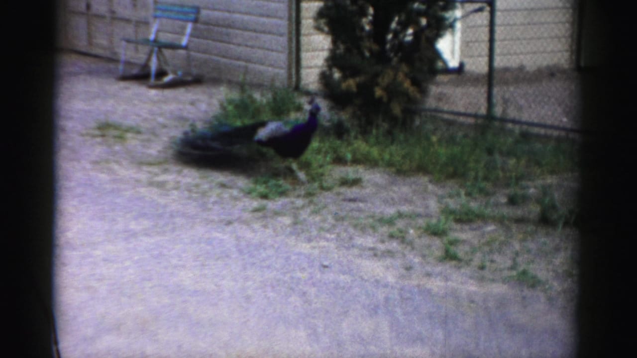 A peacock stands near fencing and a low wall in the Catskill Game Farm enclosure footage.