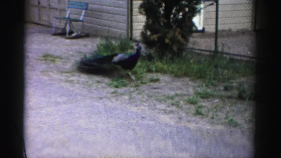 A peacock stands near fencing and a low wall in the Catskill Game Farm enclosure footage.