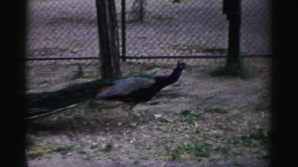A peacock walks across a dirt zoo enclosure with its long tail trailing behind it.