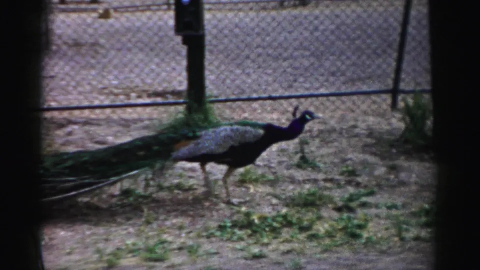 The peacock continues across the fenced dirt enclosure in 1957 Catskill Game Farm footage.