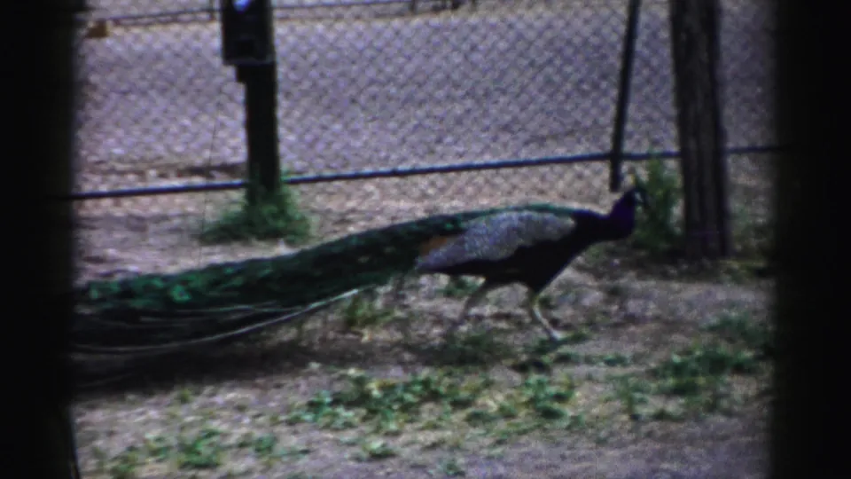 A peacock walks left to right in a Catskill, New York animal-park enclosure in 1957 8mm home-movie footage.