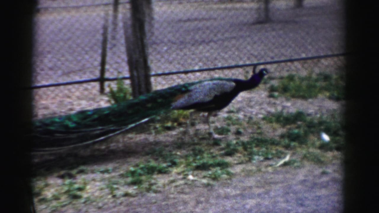 Peacock with trailing tail moving along a fenced outdoor enclosure.