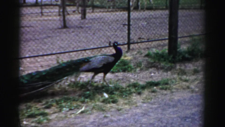 A 1957 8mm frame shows the peacock paused or slowing near grass and chain-link fencing at Catskill Game Farm.