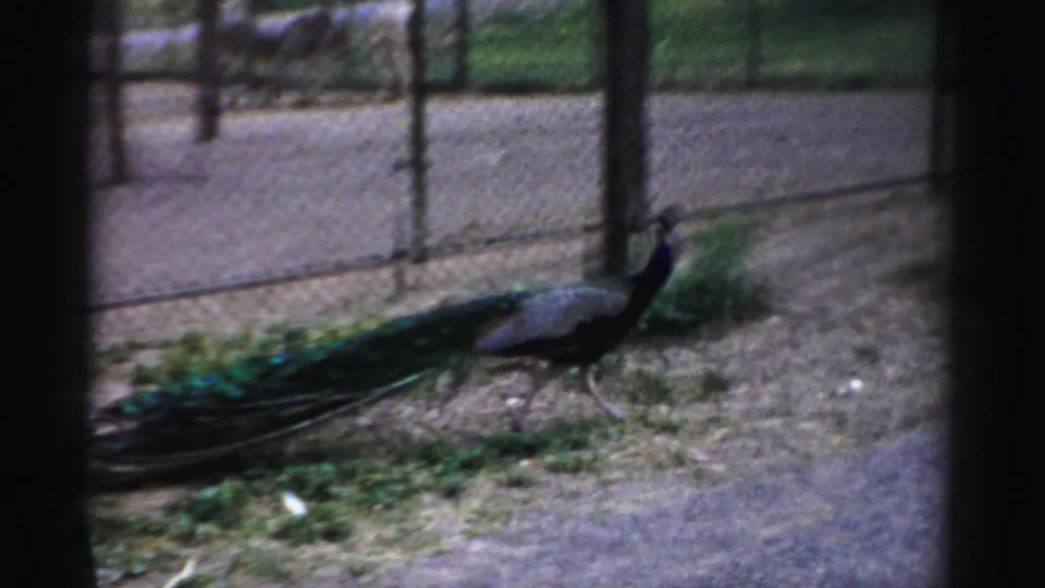 The peacock moves near the right side of the fenced enclosure, filmed with soft 8mm grain and dark frame edges.