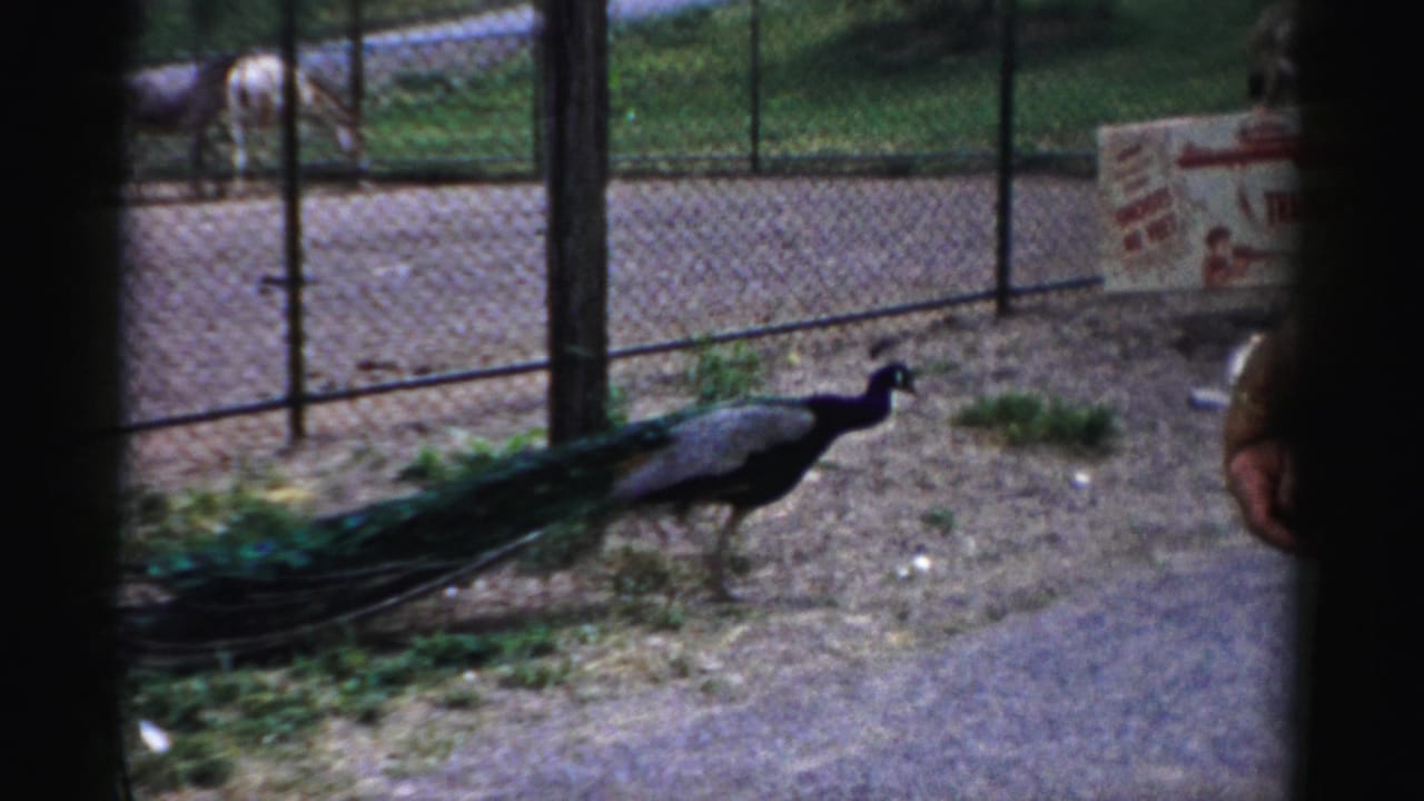 Peacock walking inside a chain-link zoo enclosure with a donkey in a rear pen.