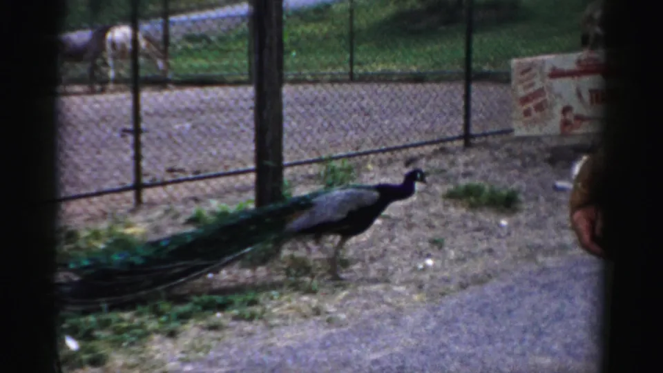 A peacock walks across a dirt enclosure at a Catskill, New York zoo in 1957, with fencing and another animal behind it.
