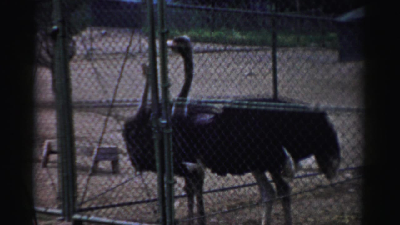 Two ostriches stand inside a fenced Catskill zoo enclosure, with stools and a walkway visible nearby.