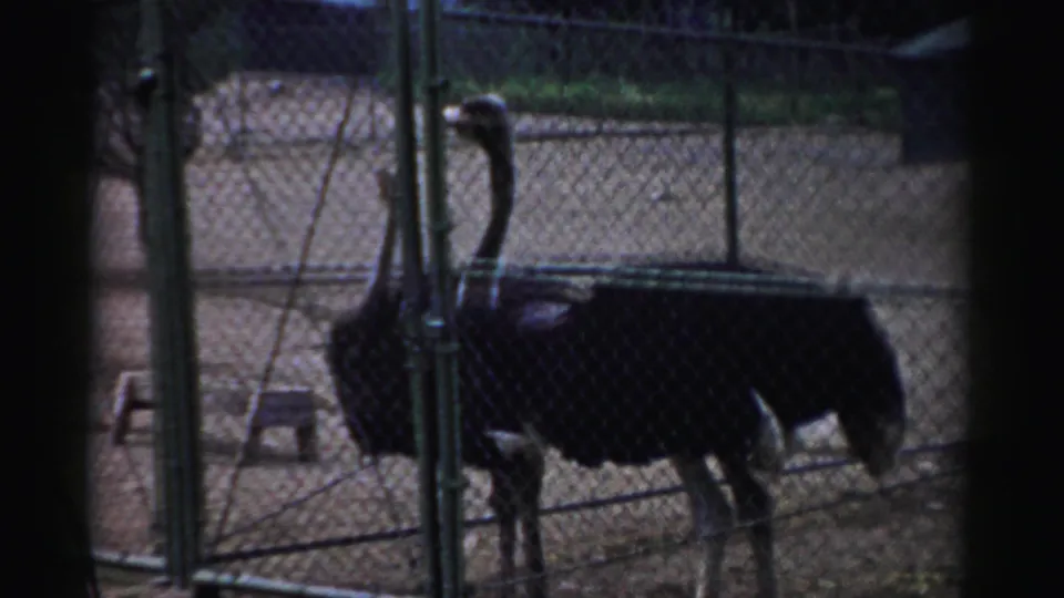 Two ostriches stand inside a fenced Catskill zoo enclosure, with stools and a walkway visible nearby.