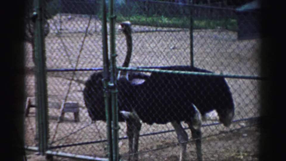 An ostrich stands near the gate of a fenced zoo enclosure, its dark body partly obscured by film shadow and fencing.