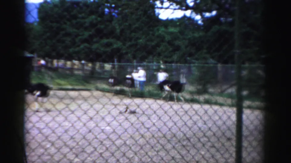 Visitors, including a person in a light shirt, stand by a fenced Catskill zoo enclosure while ostriches move in the pen.