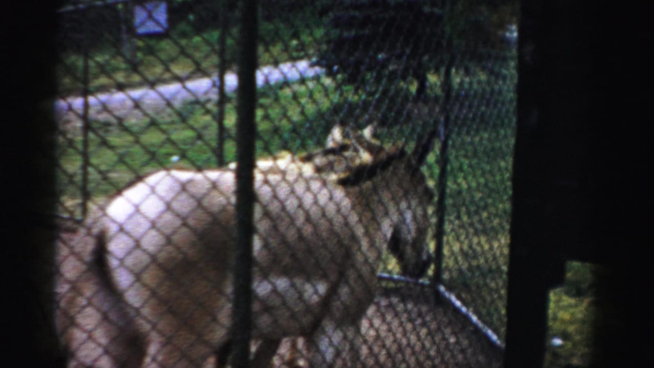 1957 Catskill Game Farm footage shows a donkey behind chain-link fencing in an outdoor pen.