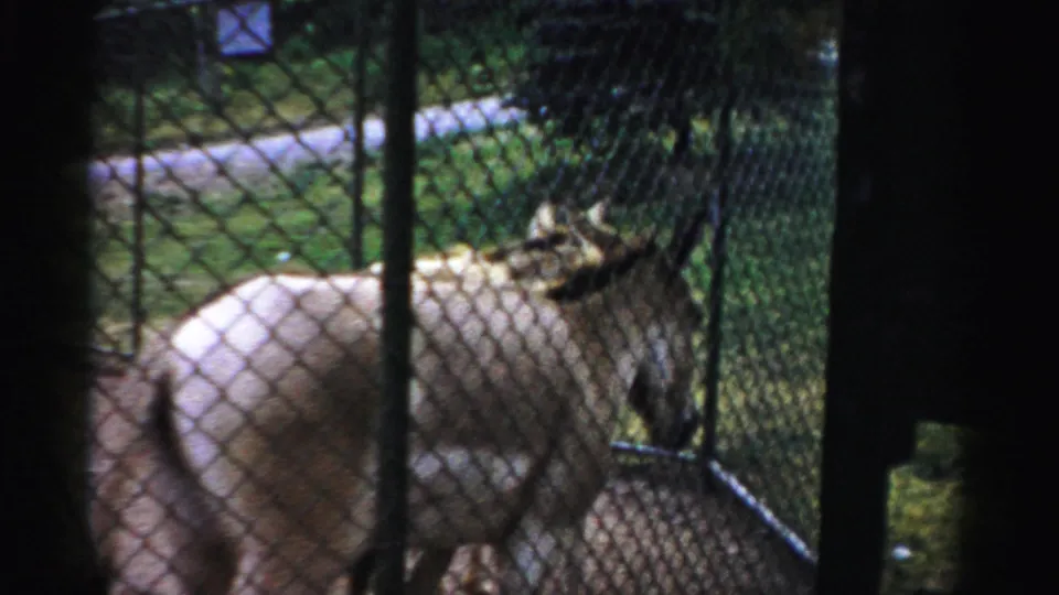 1957 Catskill Game Farm footage shows a donkey behind chain-link fencing in an outdoor pen.